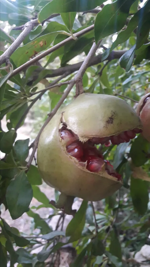 به آب حسن و به تاب جمال جان پرور