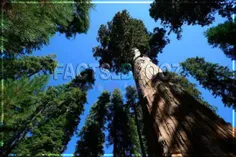 هایپریون نام بلندترین درخت جهان است با ارتفاع  ۱۱۵ متر که