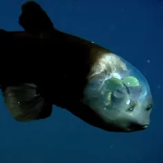 ماهی چشم بشکه‌ای Barreleye fish، همچنین به عنوان ماهی جن 