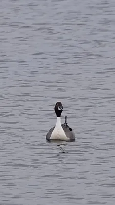 اردک دم سوزنی pintail duck نر زیبا برای پرواز برمی‌خیزد! 