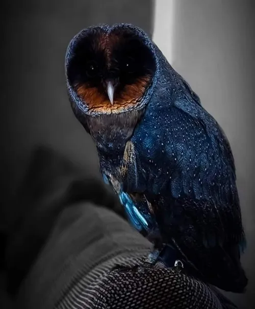 🦉