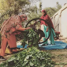 Women smile as they cut grass to feed the animals they re