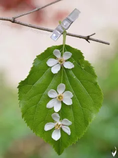 می‌گویند مرگ آنهایی را که می‌بَرَد زیبا و حُسن‌هایشان را 