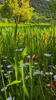 طبیعت زیبای بهار