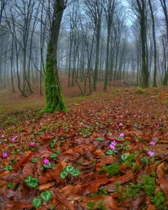 بوی بهار میاید 🌱 🌸 