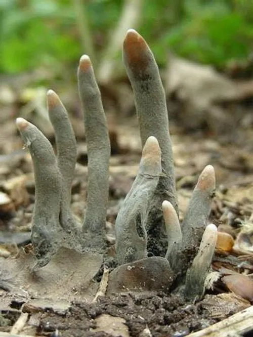 قارچ سمی که به انگشتان مرده معروف است