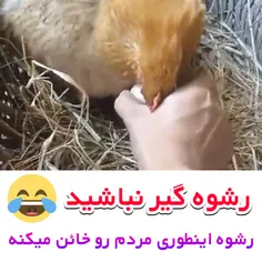 مرغ رشوه گیر 🤣🤣🤣🤣