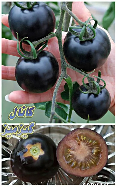 گوجه فرنگی سیاه برای اولین بار در گلخانه ای در رفسنجان از