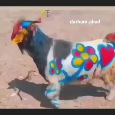 بز تتلو 🌹🤣🤣