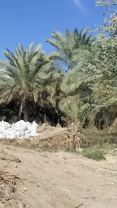 کوفه