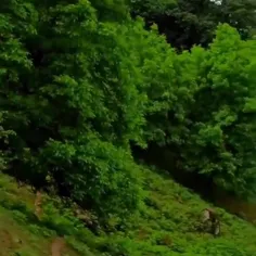 جاده سفیدآب رودسر جاتون خالی نباشه 