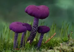 زیباترین قارچ های دنیا