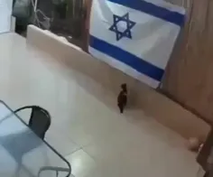 🔴 بعد از کلاغ ، گربه هم پرچم اسرائیل را به زیر کشید😂😂