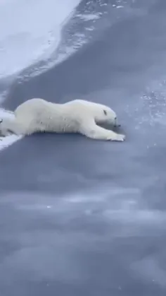 حتی خرس قطبی هم میدونه وقتی زیر پاش سفت نیس، خودشو با شرا