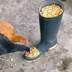 هنر