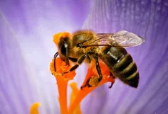 تنها برای ایجاد یک قاشق چایخوری عسل، حداقل 8 زنبور باید ت