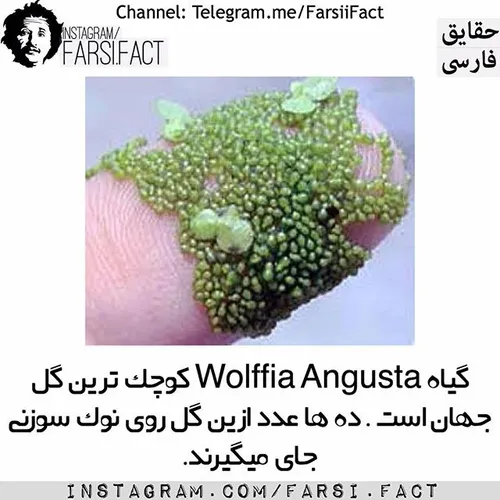 Wolffia Angusta