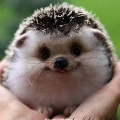 🦔🦔🦔