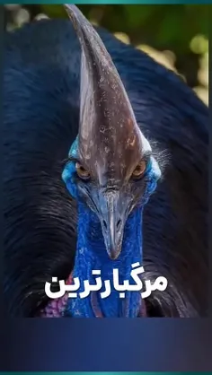 مرگبارترین پرنده ی دنیا