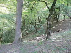 🌳🌲 تصاویر پارک جنگلی گلستان