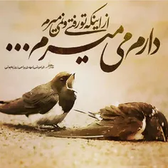 عاشقتم