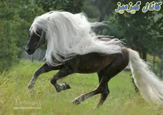 زیباترین اسب جهان...