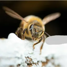 دانشمندان به زنبورها یاد میدهند: کرونا را تشخیص دهند !
