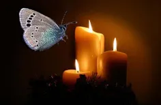 شمع می سوزد و پروانه به دورش نگران 