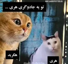 هری پاتر و سنگ جادو ورژن گربه🗿😂