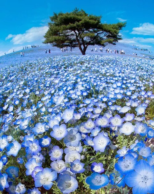منطقه رویایی گل های آبی در پارک ساحلی شهر هیتاشی ژاپن.