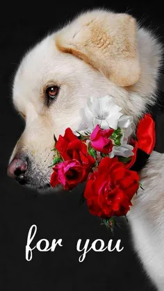 سگ زیبا و گل