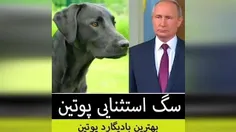 سگ زیبا عجیب و استثنائی ولودیمیر پوتین