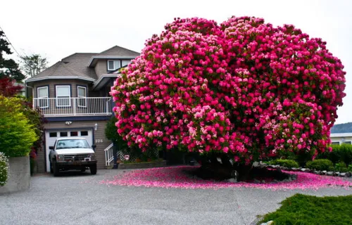 درختچه ی گل صد تومانی با قدمتی بیش از ۱۲۵ سال، در کانادا.