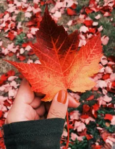 🍁