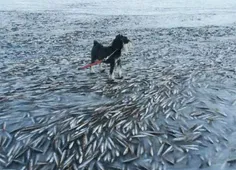 یخ زدن ماهی ها در یک از سواحل نروژ!