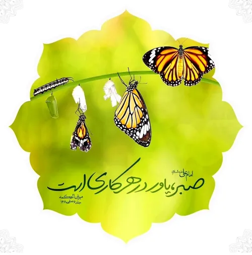 امام علی علیه السلام