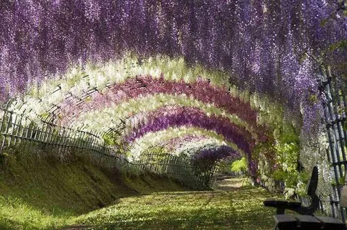 اینم یه تونل رویایی البته تو کشور ژاپن