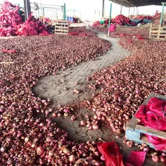 A sea full of onions waiting to be packed at the Abu Dhab