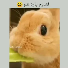 ولی جیمین جوجو بودا الان شد سنجاب😐