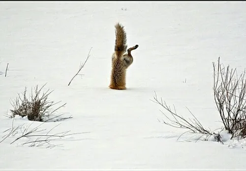 بازی کردن روباه دربرف