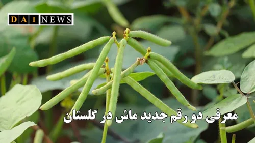 معرفی 2 رقم جدید ماش در استان گلستان