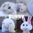 bunny_entertainment