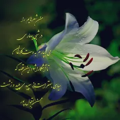 من شعرهایم را 