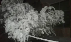 برف در اصفهان 