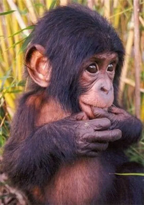 بچه شمپانزه