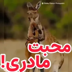 محبت مادر هیچ جایگزینی نداره❤️❤️