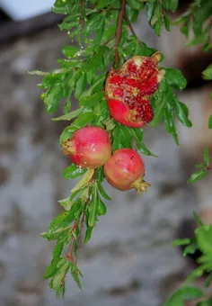 چه یلدایی شود امسال که با عطر قشنگ مهدی  فاطمه همرنگ است.