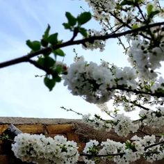 می‌خواهم آب شوم در گستره‌ی افق