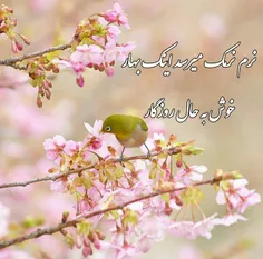 نرم نرمک میرسد اینک بهار🌸 🍃 