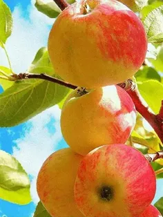 #خوراکی #میوه‌ها #سیب_سفید #تصویر_پس_زمینه  ،